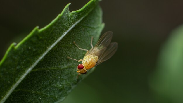 Nahaufnahmeschuss eines Insekts auf einem grünen Blatt