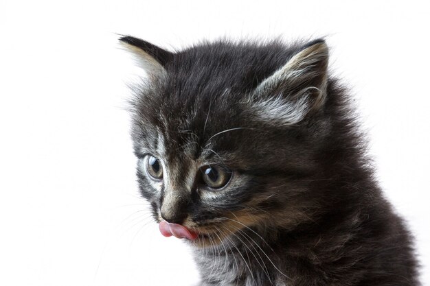 Nahaufnahmeschuss eines Kätzchens mit seiner Zunge heraus lokalisiert auf einer weißen Wand