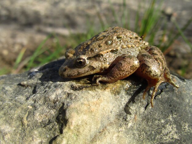 Nahaufnahmeschuss eines mediterranen gemalten Frosches auf einem Felsen