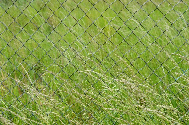 Nahaufnahmeschuss eines Metallzauns im Feld voller grüner Gräser