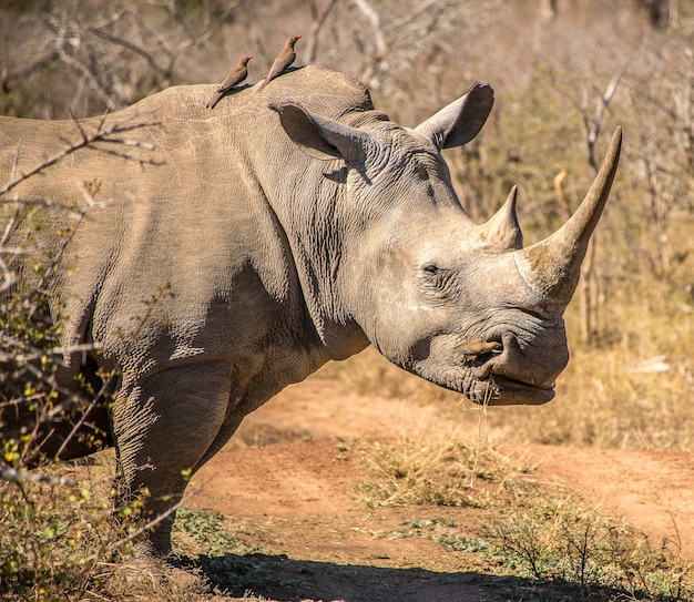 Nahaufnahmeschuss eines Nashorns, das auf einem trockenen Feld während des Tages steht