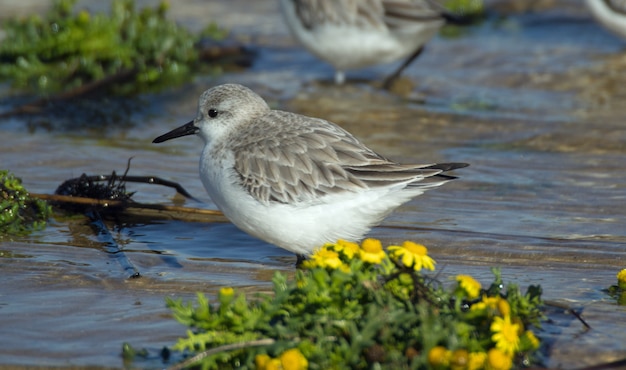 Nahaufnahmeschuss eines schönen Dunlinvogeltrinkwassers im See mit gelben Blumen