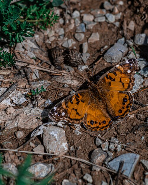 Nahaufnahmeschuss eines schönen Schmetterlings auf dem Boden