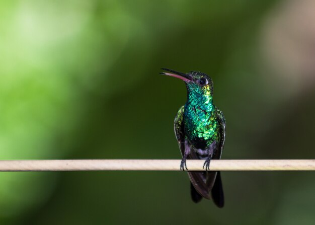 Nahaufnahmeschuss von colibrí, der auf einem Zweig gegen einen grünen Hintergrund sitzt