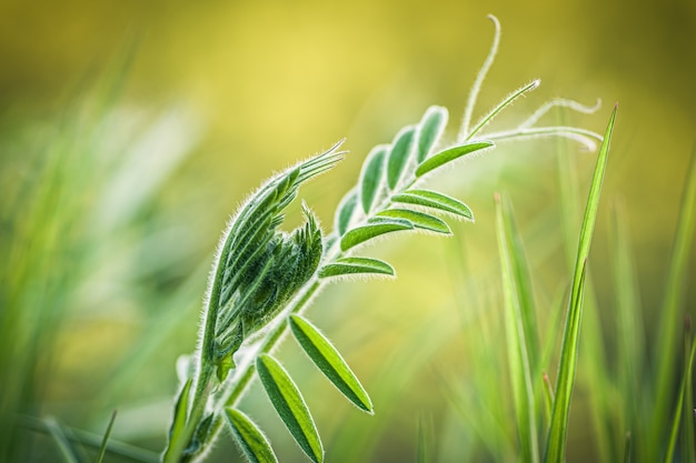 Nahaufnahmeschuss von frischem grünem Gras auf einem unscharfen