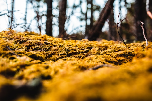 Nahaufnahmeschuss von gefallenen goldenen Blättern in einem Wald
