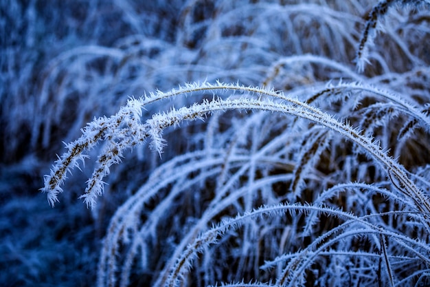 Kostenloses Foto nahaufnahmeschuss von hagebuttenzweigen, die durch frost bedeckt sind