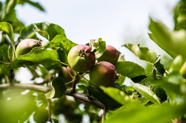 Nahaufnahmeschuss von halbreifen Äpfeln auf einem Zweig in einem Garten