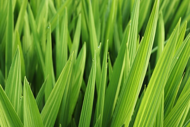 Nahaufnahmeschuss von schönen grünen Blättern und Gras bedeckt im Morgentau