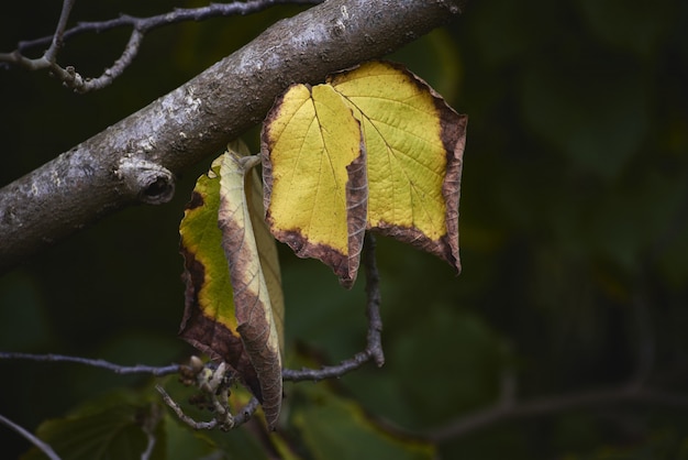 Nahaufnahmeschuss von trockenen Blättern auf einem Ast