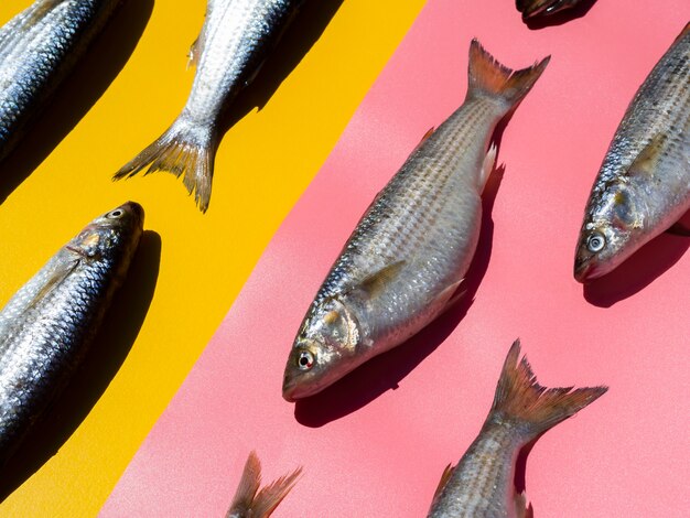 Nahaufnahmevielfalt von frischen Fischen mit Kiemen