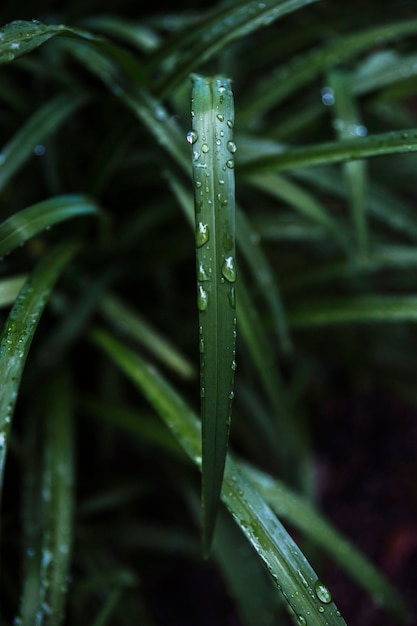 Nahaufnahmewasser auf Grasblatt