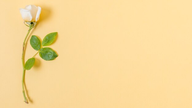 Nahaufnahmeweißrose mit grünen Blättern