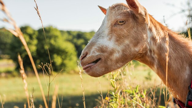 Nahaufnahmeziege auf einem Bauernhoffeld