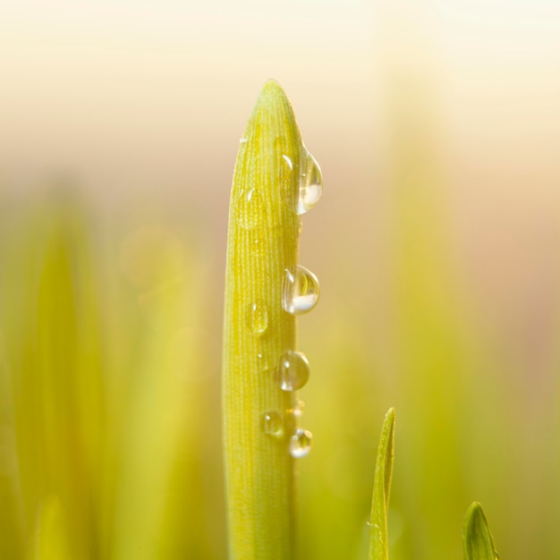 Kostenloses Foto nahes natürliches gras