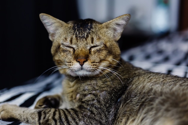 Nahes Porträt der schönen entkleideten Katze, die auf Zebradecke sich entspannt