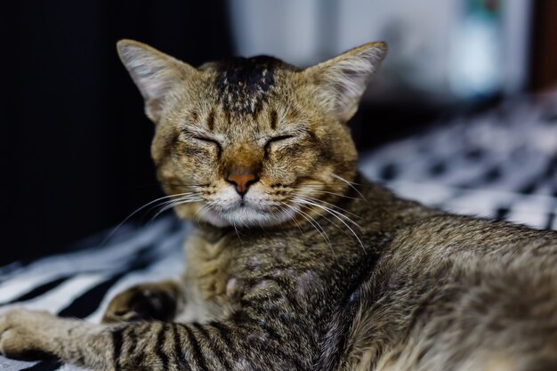 Nahes Porträt der schönen entkleideten Katze, die auf Zebradecke sich entspannt