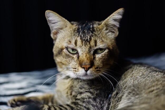 Nahes Porträt der schönen entkleideten Katze, die auf Zebradecke sich entspannt