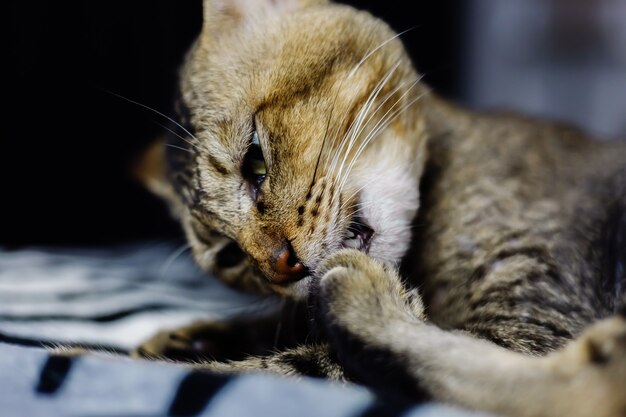 Nahes Porträt der schönen entkleideten Katze, die auf Zebradecke sich entspannt