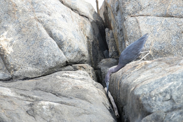 Nahrungssuche erwachsener kleiner Blaureiher Egretta caerulea