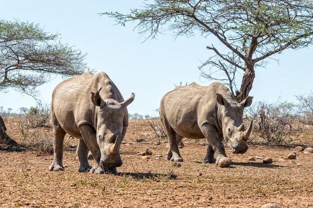 Nashorn, das auf dem Feld mit einem klaren blauen Himmel im Hintergrund geht