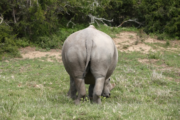 Kostenloses Foto nashorn, das auf dem grasbedeckten feld weidet