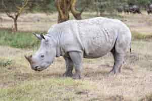 Kostenloses Foto nashorn in den ebenen