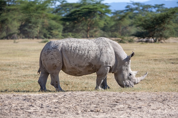 Kostenloses Foto nashorn in der savanne