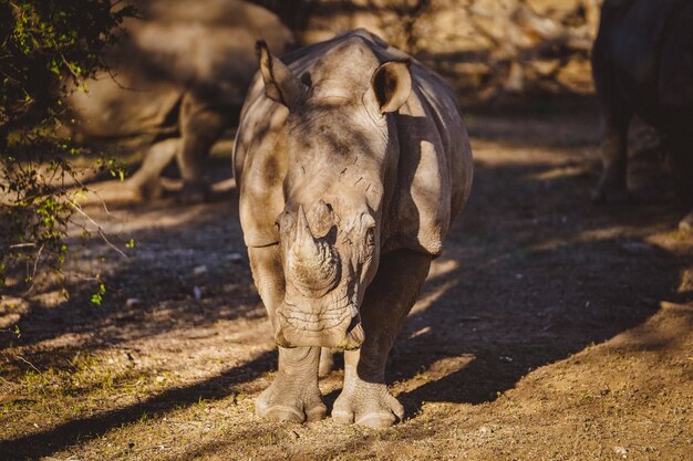 Nashorn in der Wüste in Namibia, Afrika unter dem Sonnenlicht