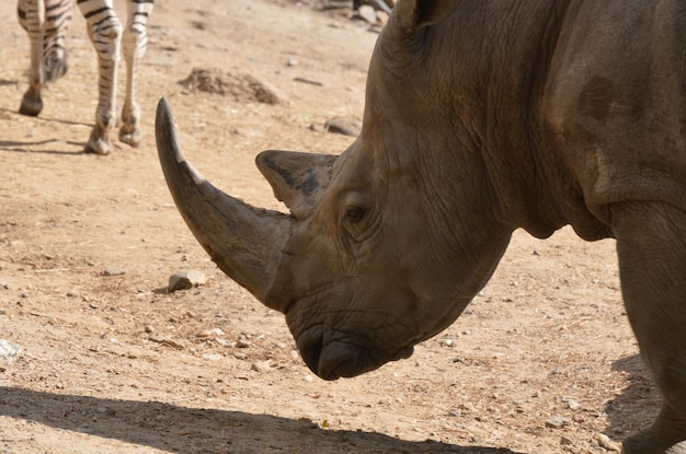 Nashorn mit dem Kopf auf den Boden gefallen.