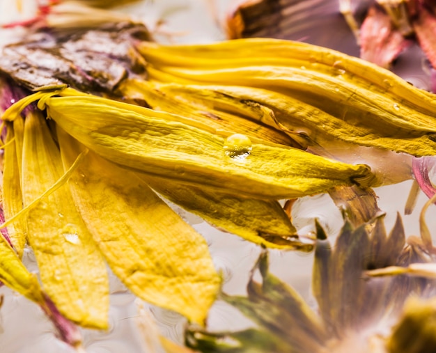 Kostenloses Foto nasse gänseblümchen hautnah