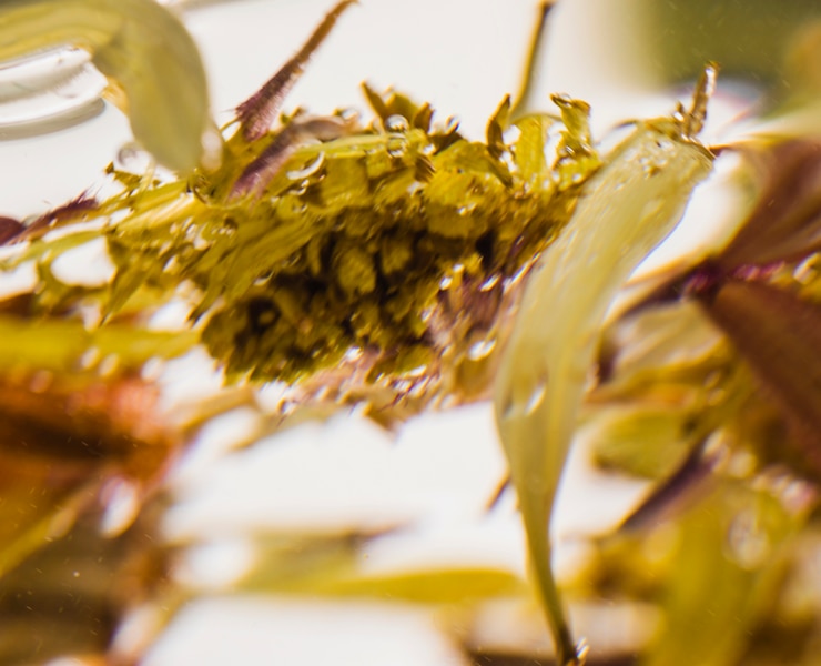 Kostenlose Foto nasse gänseblümchen hautnah
