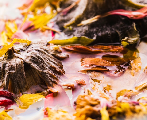 Kostenloses Foto nasse gänseblümchen hautnah