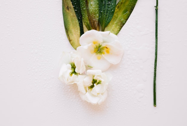 Kostenloses Foto nasse kleine weiße blüten