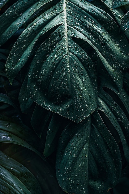 Kostenloses Foto nasse monstera deliciosa pflanzenblätter in einem garten