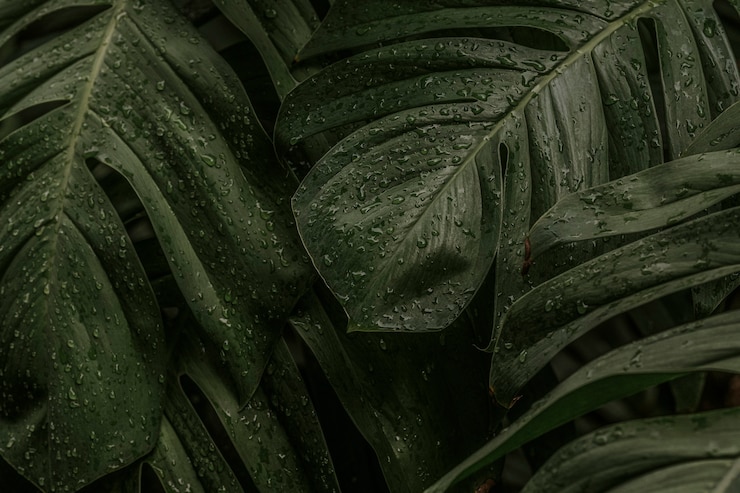 Kostenlose Foto nasse monstera deliciosa pflanzenblätter in einem garten