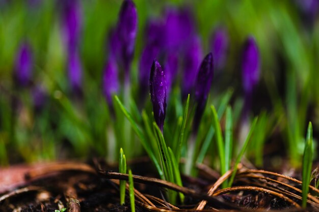 Nasse violette Blumen