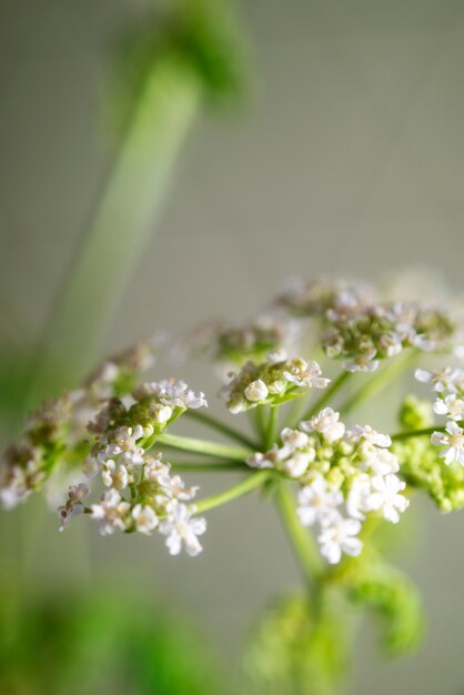 Natürliche Blüte mit Unschärfeeffekt