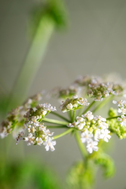 Natürliche Blüte mit Unschärfeeffekt