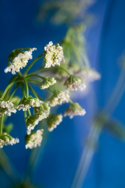 Natürliche Blüte mit Unschärfeeffekt