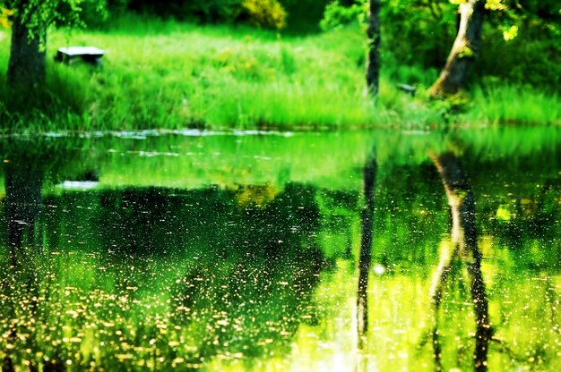 Natürliche Landschaft spiegelt sich im Wasser