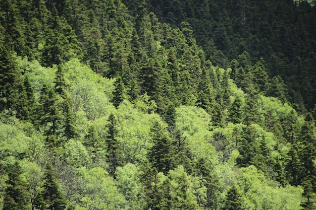 Natürliche Landschaft