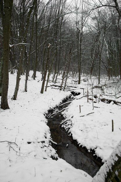 Kostenloses Foto natürliche schöne landschaft mit kleinem bach