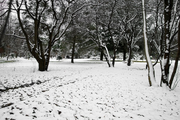 Kostenloses Foto natürliche schöne winterlandschaft