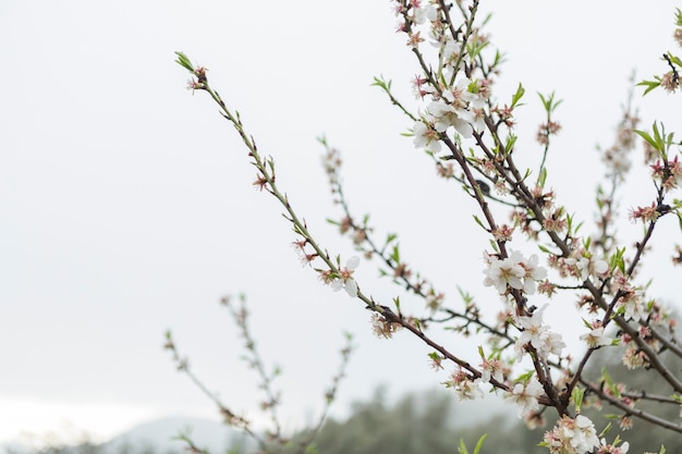 Natürliche Szene von Zweigen in voller Blüte und Himmel im Hintergrund