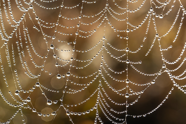 Natürlicher abstrakter Hintergrund mit glitzernden Wassertropfen auf einem Spinnennetz.