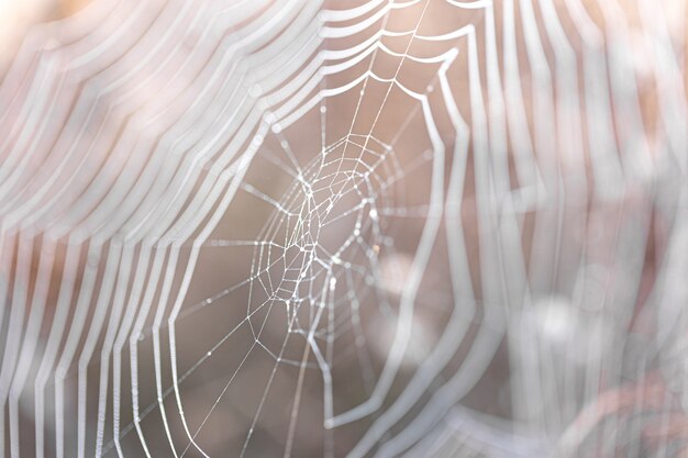 Natürlicher abstrakter Hintergrund mit Spinnweben im Sonnenlicht.