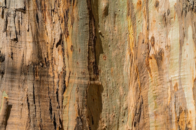 Natürlicher Hintergrund der Eukalyptusgummibaumrinde. Nahaufnahme des Kofferraums. Teneriffa, Kanarische Inseln