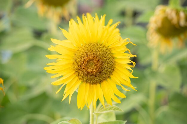 Natürlicher Hintergrund der Sonnenblume. Sonnenblume blüht. Pflanze wächst unter anderen Sonnenblumen auf.