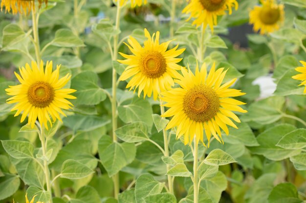 Natürlicher Hintergrund der Sonnenblume. Sonnenblume blüht. Pflanze wächst unter anderen Sonnenblumen auf.